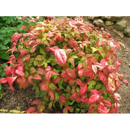 Firepower Nandina Heavenly Bamboo - Live Plant - ( 2.5 QT ) | Brilliant Red Fall Foliage | Full Sun | Dwarf Habit