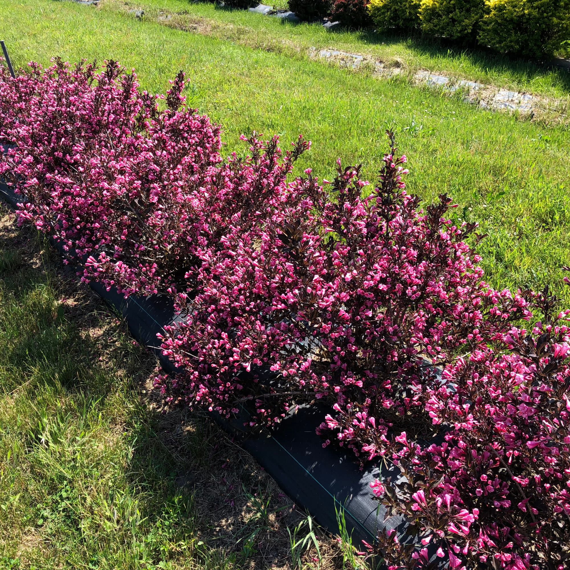 Proven Winners ColorChoice 5" Pink Very Fine Wine Weigela Live Plant in 4.5" Pot (4 Count)