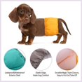 thumbnail image 3 of Pañales para mascotas, bragas para perros, pañales desechables impermeables y transpirables para perros, pantalones fisiológicos para perros, suministros para mascotas XS, 3 of 5