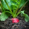 thumbnail image 5 of Earthcare Seeds - Radish Cherry Belle 500 Seeds (Raphanus Sativus) Heirloom - Open Pollinated, 5 of 5