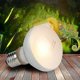 thumbnail image 4 of 2 Pack Reptile Uvb Uva Heat Lamp Bulb For Truly -like Bright Heat For , Amphibian And Birds (100 W, 4 of 5