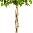 thumbnail image 5 of Brighter Blooms - Braided Benjamina Ficus Tree, 4-5 ft. - No Shipping to AK, AZ, HI, OR, 5 of 7