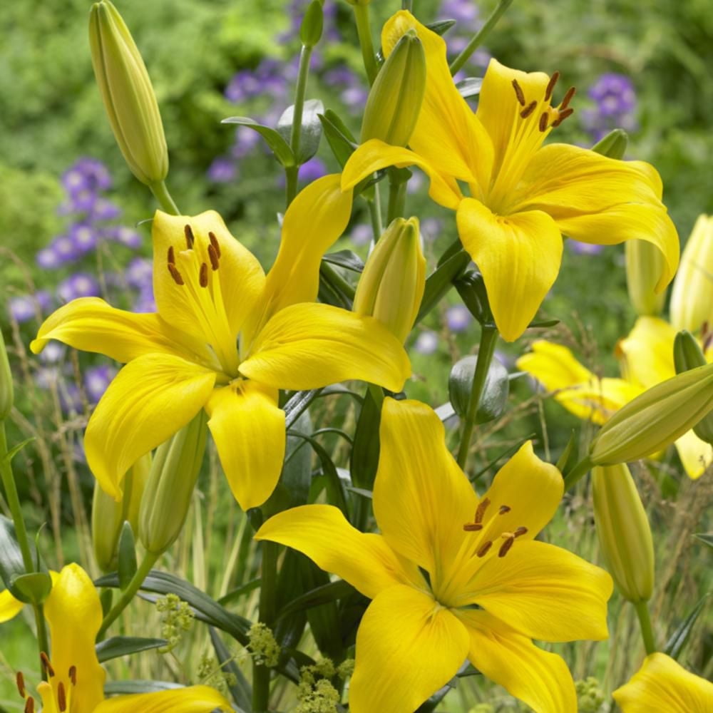 TASC Flower Bulbs Lilium Asiatic Hybrid Yellow County (3 Bulbs)