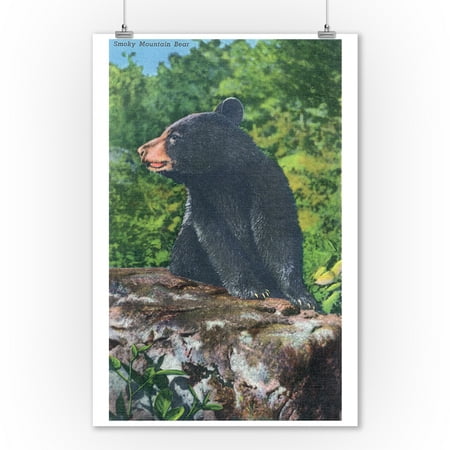 Great Smoky Mts. Nat'l Park, TN - View of a Smoky Mountain Bear (9x12 Art Print, Wall Decor Travel