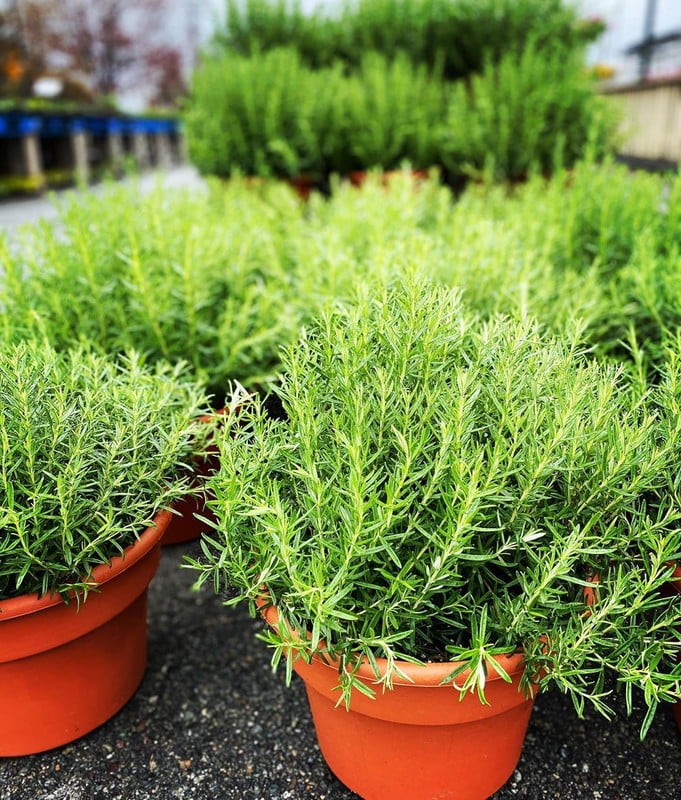 Rosemary Plant Live 4'' Pot, Fresh Rosemary Stater Plant, Purple Flower, Herb Garden Planting