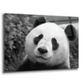 thumbnail image 2 of Epic Art 'Giant Panda' by SD Smart, Acrylic Glass Wall Art, 36"x24", 2 of 8