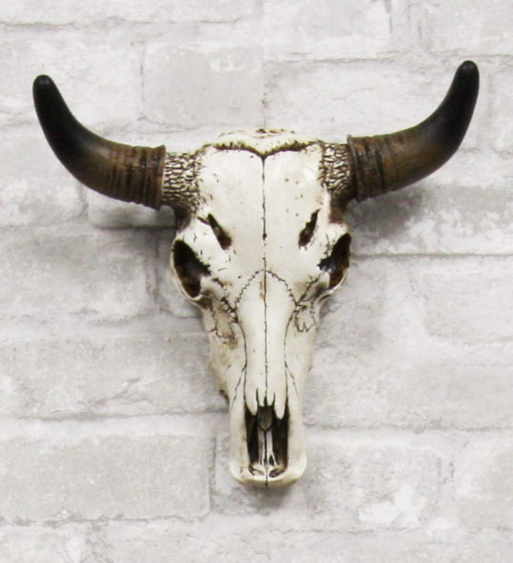Western Aged White Steer Bison Buffalo Bull Cow Horned