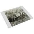 thumbnail image 3 of Print: Sand Crab; Kitty Hawk, North Carolina, 1901, 3 of 4