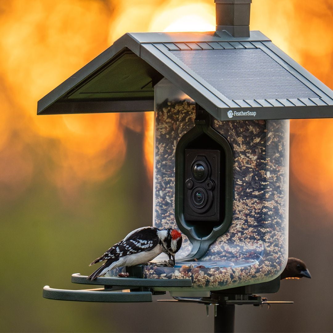 Feathersnap Scout WiFi Solar-Powered Smart Bird Feeder