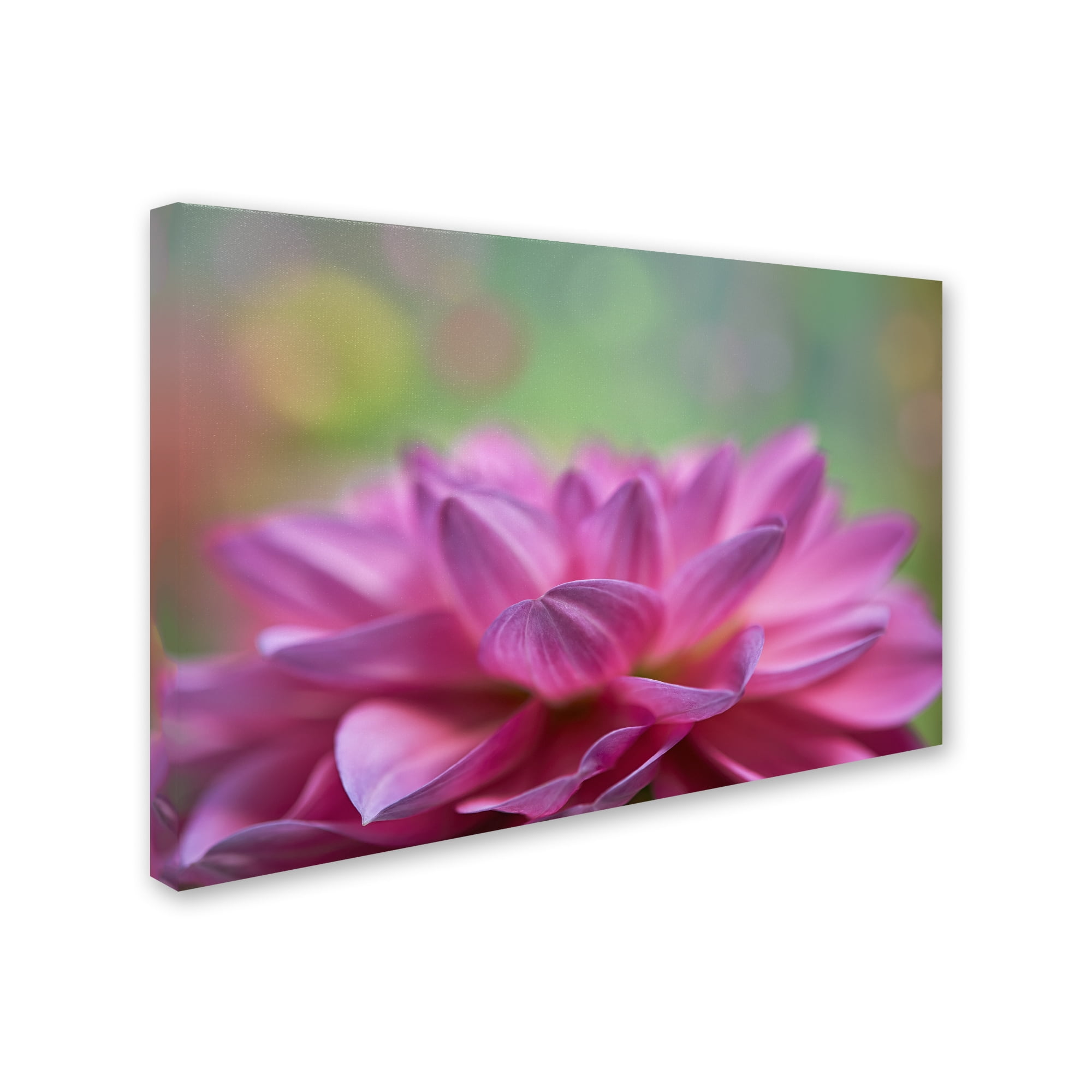Trademark Fine Art 'Dahlia Petals' Canvas Art by Cora Niele