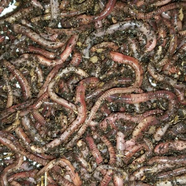 CHIE 1 LB. European Nightcrawlers Approx. 250300 Count Composting