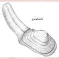 thumbnail image 3 of CafePress - Geoduck Women's Light T Shirt - Women's Classic T-Shirt, 3 of 4