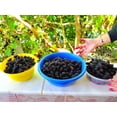 thumbnail image 5 of TomorrowSeeds - Black Mulberry Tree Seeds - 200+ Count - For 2026 Planting Morus Nigra Huge Sweet, 5 of 10