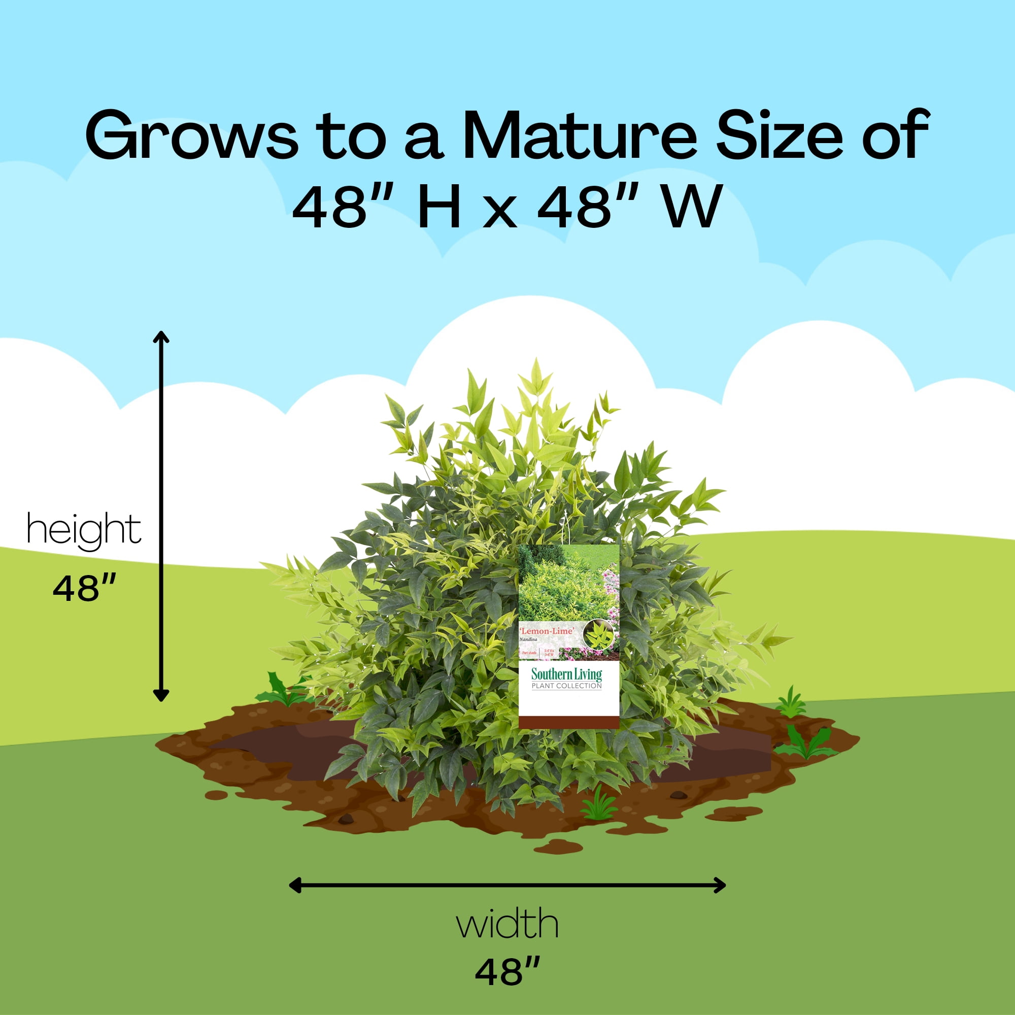 Southern Living Lemon Lime Nandina Live Shrub in 1-Gallon Grower Pot