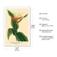 thumbnail image 2 of Heliconia (Aurantiaca) - Book Plate from L’ Illustration Horticole Vol. 9 - Vintage Botanical Illustration by P. Stroobant c.1862 - Master Art Print (Unframed) 12in x 18in, 2 of 4