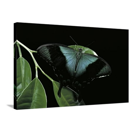 Papilio Peranthus (Peranthus Peacock) Stretched Canvas Print Wall Art By Paul Starosta