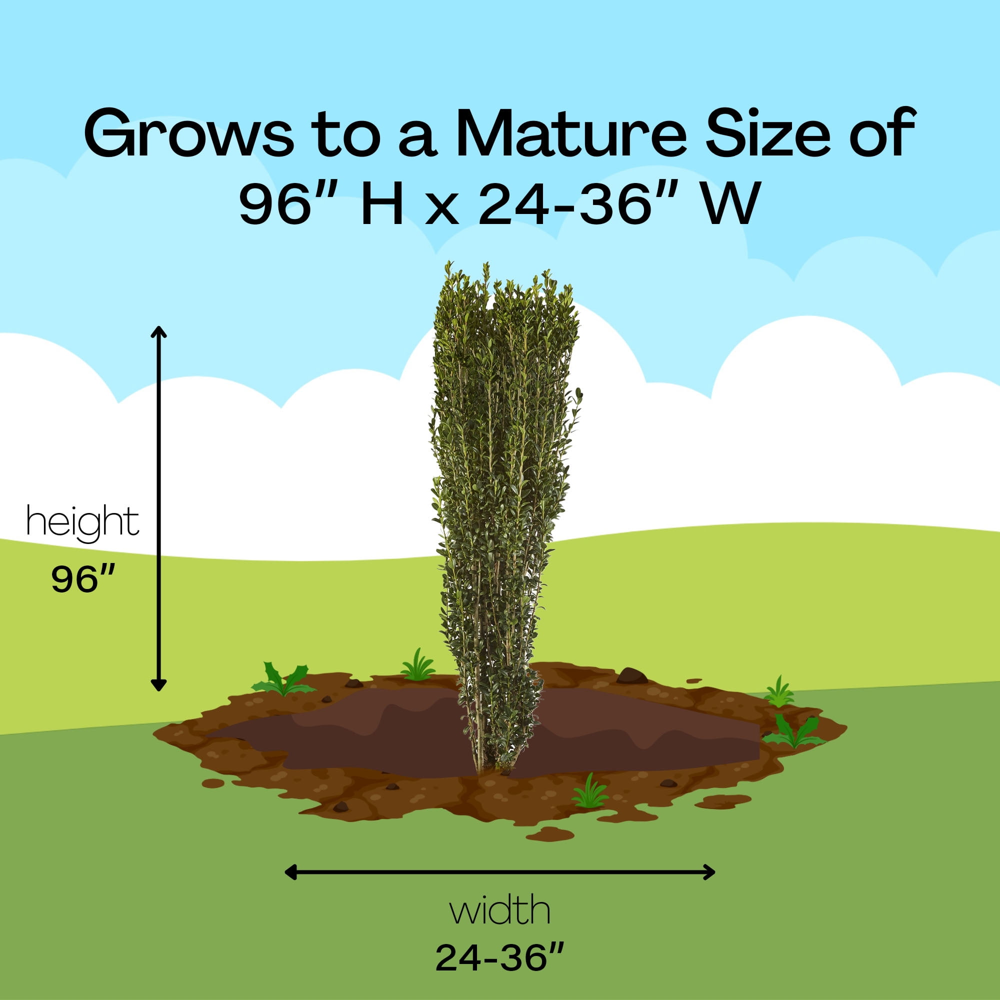Expert Gardener 7 Gallon Sky Pencil Holly (Ilex) Live Shrub