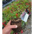 thumbnail image 4 of Red Drift® Groundcover Rose - Live Plant ( 1 QT ) | Ground Cover Rose | Repeat Blooms | Very Hardy, 4 of 7