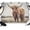 Brown, variant on Highland Cow Reading Newspaper on The Toilet Backdrops for Photography, Funny Animal Pattern Fabric Photo Background Sturdy Studio Props for Photo Studio, Video Recording, Booth & Photoshoot 7x5ft