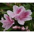 thumbnail image 4 of Azalea George Tabor - 40 Live Plants - Light Orchid/White Flowering Rhododendron, 4 of 9