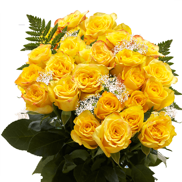 Two Dozen Yellow Roses With Baby S Breath And Green Fresh Flower Delivery Walmart Com Walmart Com