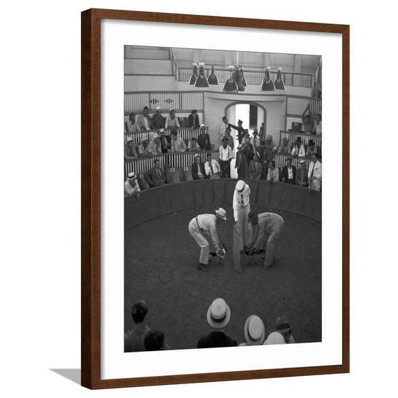 Art.com Beginning of a Cock Fight in Puerto Rico Photograph - San Juan, Puerto Rico Art Print by Lantern Press, Brown Frame Wall Art, 23" x 29"