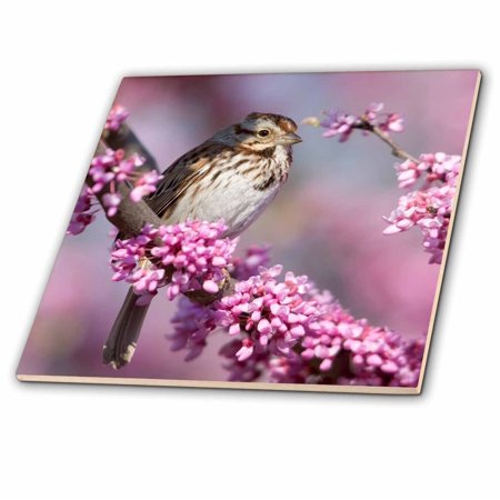 3dRose Song Sparrow in Redbud tree, Marion, Illinois, USA. - Ceramic Tile, 8-inch