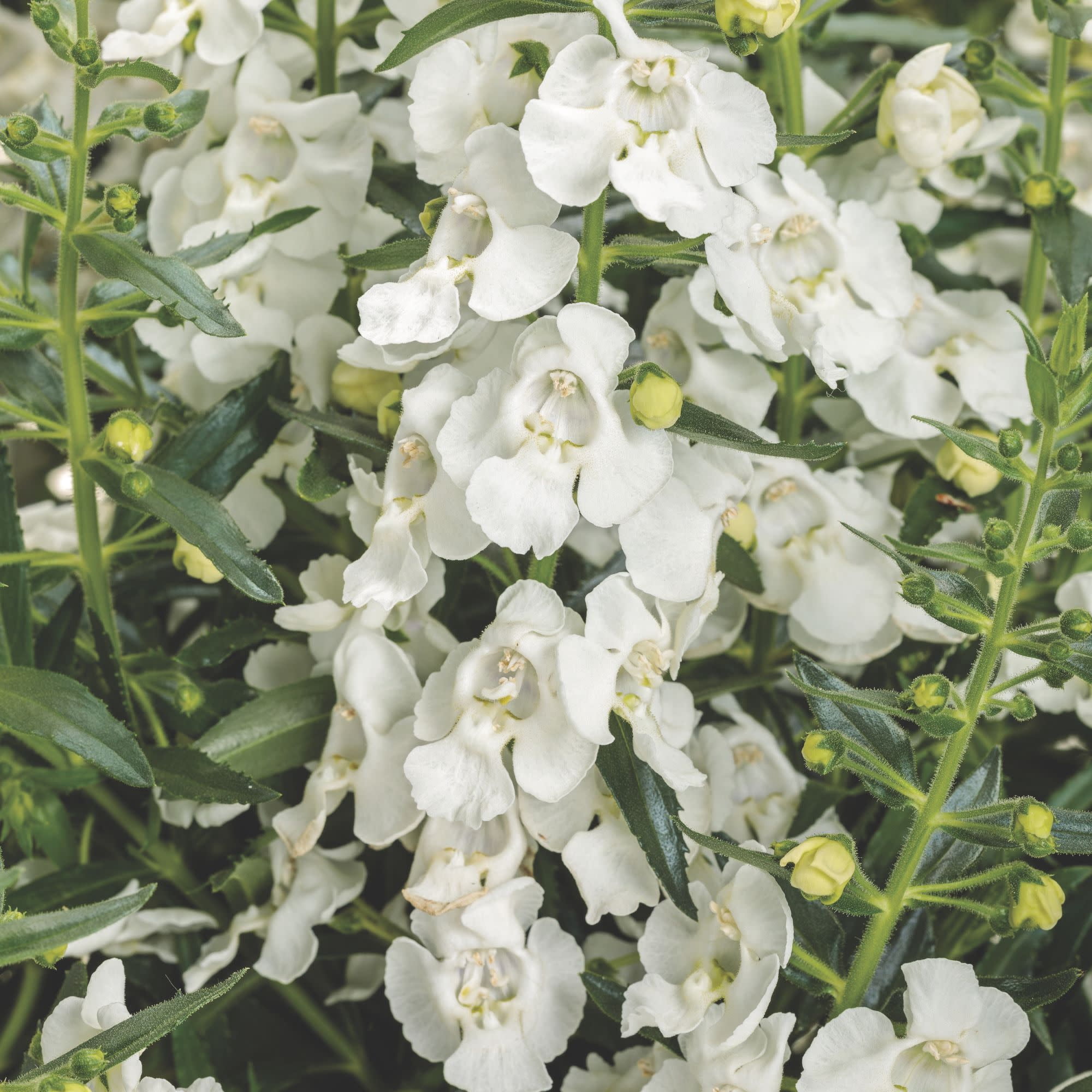 Proven Winners 8" Angelface White Summer Snapdragon Live Plant in 6.5" Pot