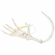 Axis Scientific Hand Skeleton Loosely Threaded - Right