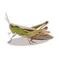 thumbnail image 1 of ZOUBAOQ Autocollants de Voiture Insecte 3D Dragon Fly Décalcomanies Enfant Libellule Nouveau A4, 1 of 8