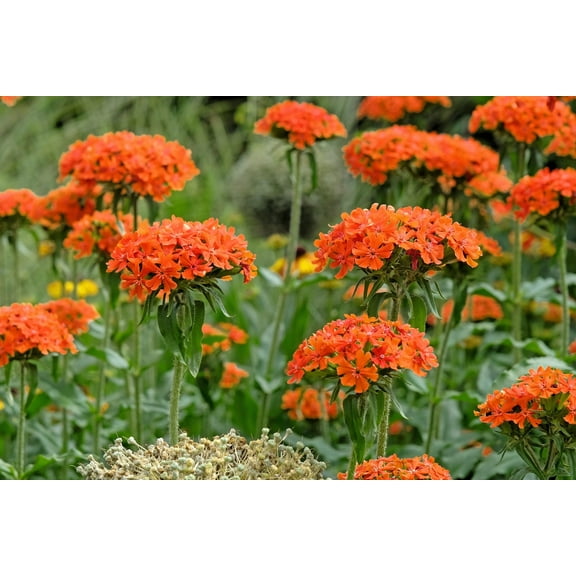 Seedville 300 Maltese Cross/ Jerusalem Cross Flower Seed