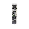 thumbnail image 1 of A Real Preserved Rose, Everlasting Rose, Durable Rose, Eternal Flowering Rose, 1 of 5