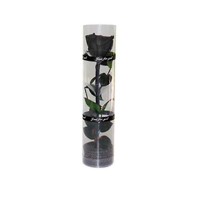 A Real Preserved Rose, Everlasting Rose, Durable Rose, Eternal Flowering Rose