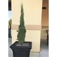 thumbnail image 4 of Expert Gardener Italian Cypress (2.5 Quart) Narrow and Upright Evergreen Tree - Full Sun Live Outdoor Plant, 4 of 6