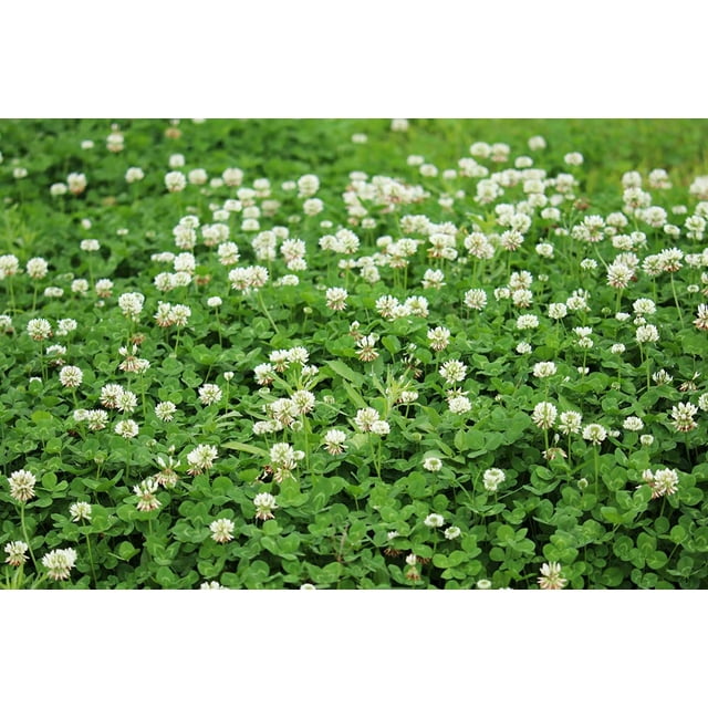 Dutch White Clover Seed 500+ Seeds Great from Food Plot, Cover Crop, Pasture Mix Perennial