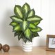 thumbnail image 5 of Planta Artificial Dieffenbachia Casi Natural En Macetero En Forma De Remolino, 5 of 5