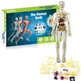 thumbnail image 1 of Toys 3D Anatomy Human Model For Children, Human Torso Body Anatomy Transparent Model, Removable Anatomy Model, Science Toy For Children And Teachers, 1 of 3