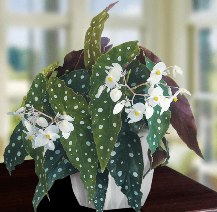 Begonia Plants Live, Rare Begonias Indoor Growing, Hanging Basket, Starter 5 to 9 Inc Tall (Maculata Angel Wing Polka Dot)