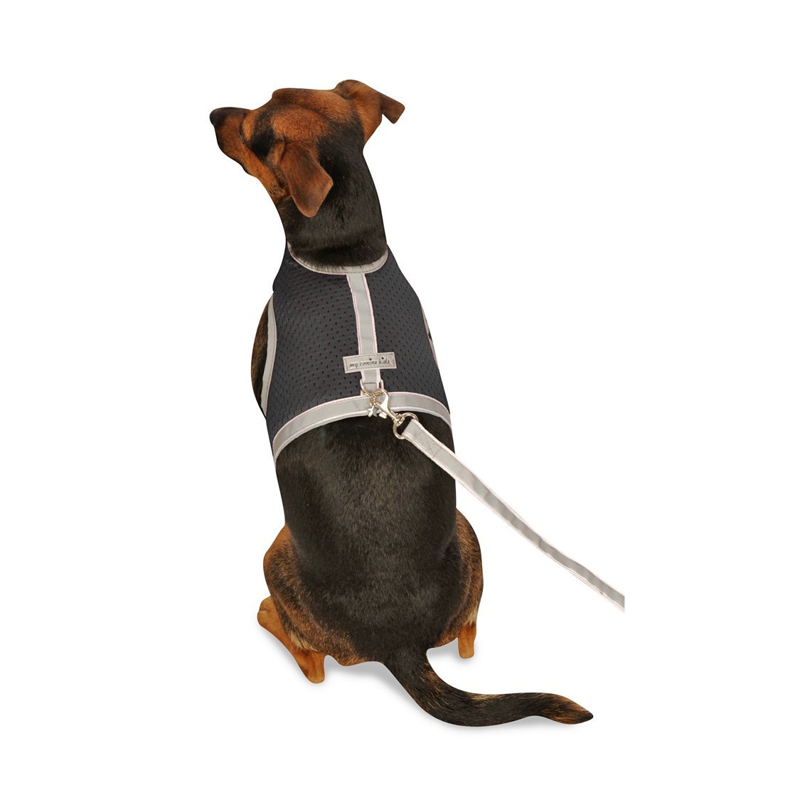 great and small harness