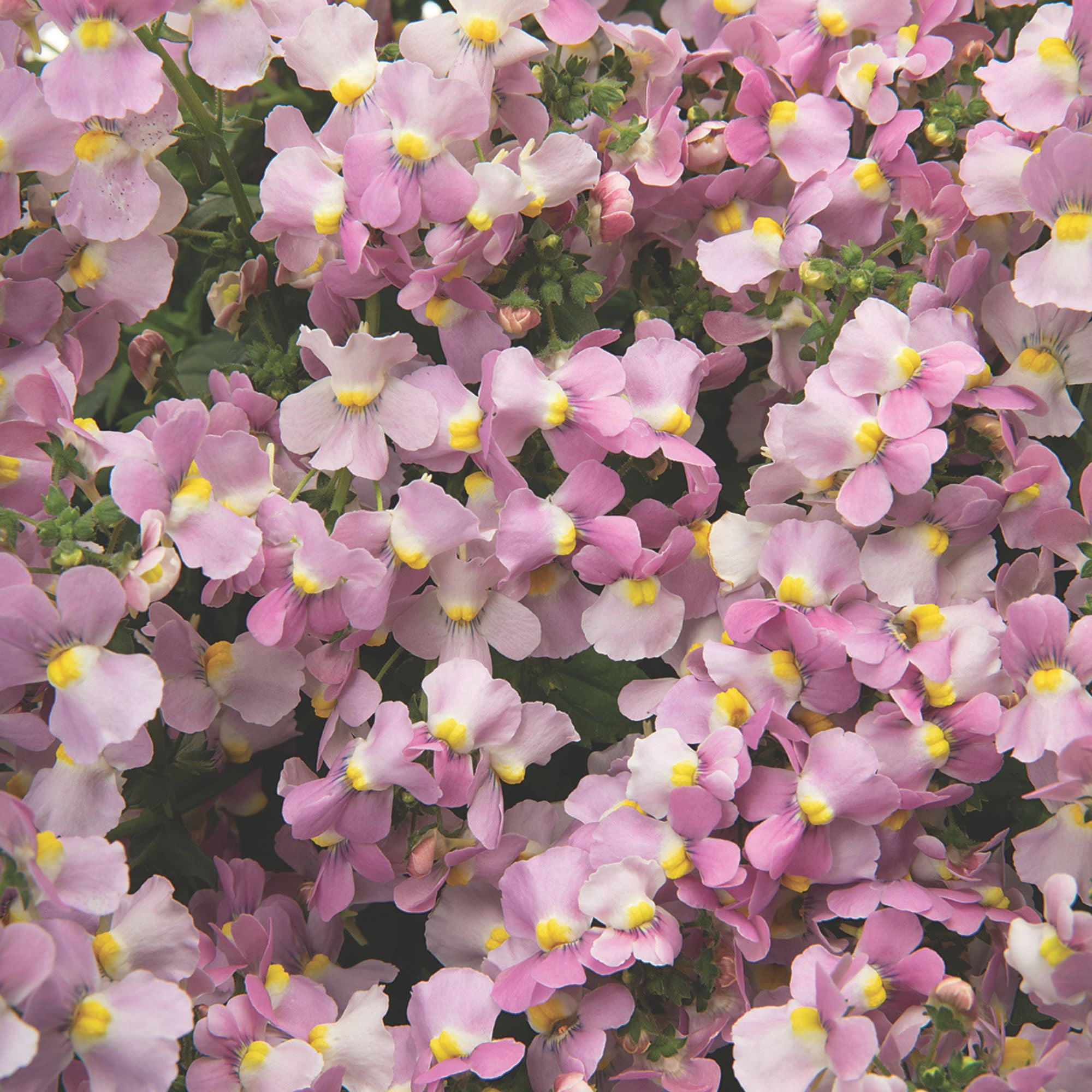 Proven Winners 4" Aromance Pink Nemesia Live Plant in 4.25" Pot (4 Count)