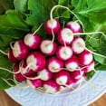 thumbnail image 2 of 500 Seeds SPARKLER WHITE Tip RADISH Sweet European Red Raphanus Sativus Vegetable Seed, 2 of 10