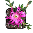 thumbnail image 2 of Cooper's Hardy Ice Plant - Delosperma Cooperi Succulent Plant 2 Inch for Indoor Outdoor Home Office Garden Decor, 2 of 6
