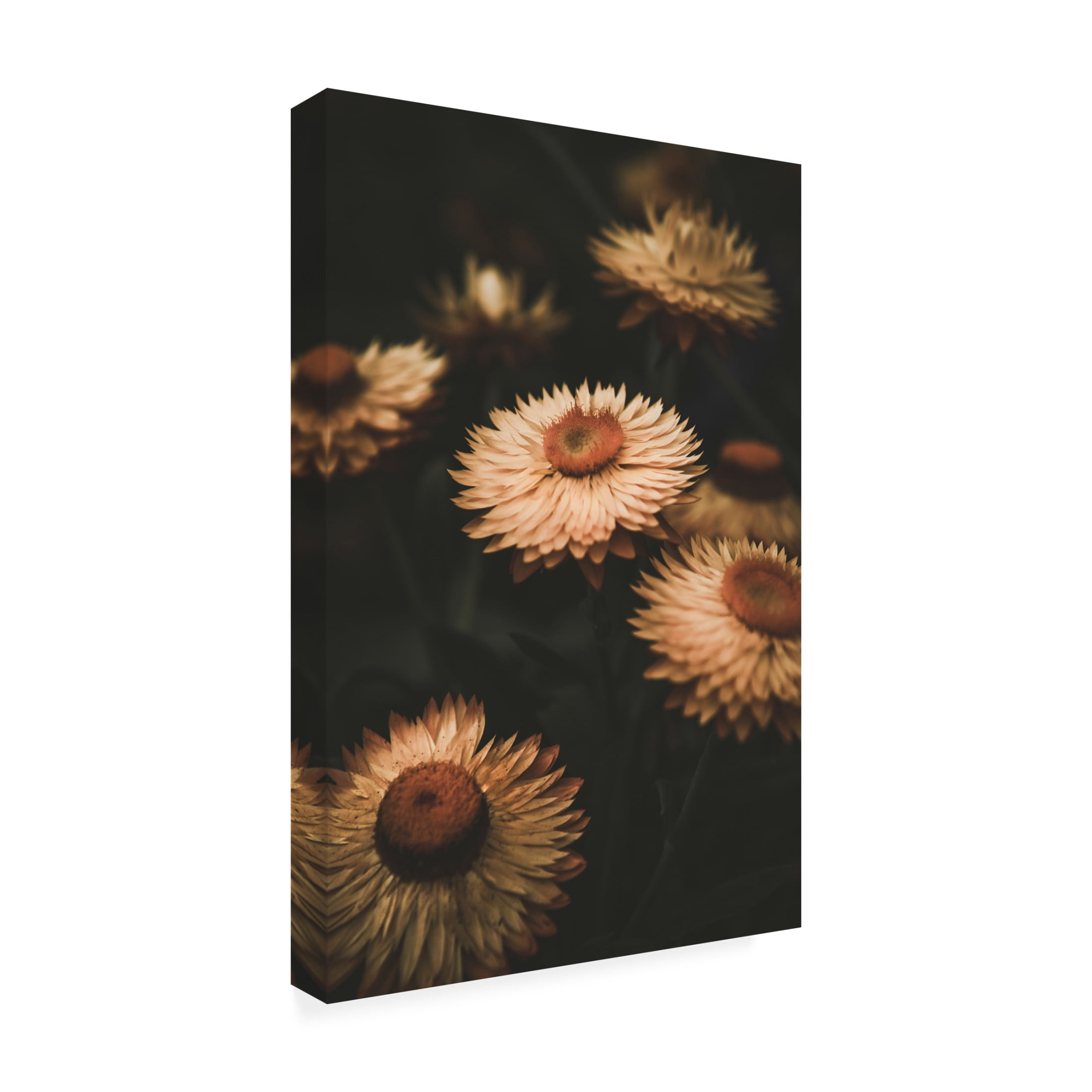 Trademark Fine Art Tim Mossholder Faded Flowers Canvas Wall Art