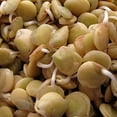 thumbnail image 2 of TomorrowSeeds - Brown Lentil Seeds - 500+ Count - For 2026 Planting Morton Daal Indian Dal Bean, 2 of 11