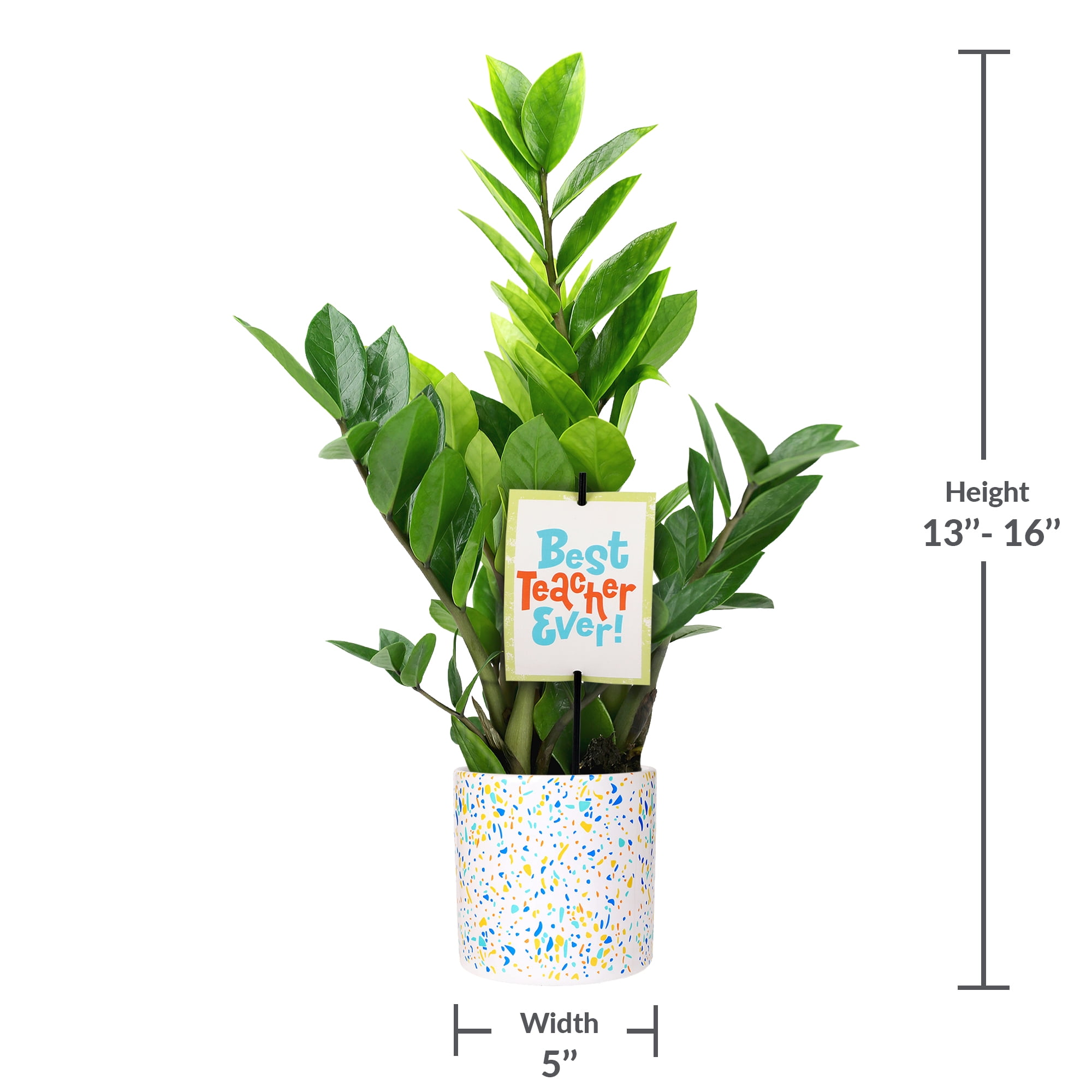 5" ZZ Plant in Terrazzo Blue Planter – Best Teacher Ever