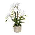 thumbnail image 1 of Vickerman 19" Cycnoches Blanches en Pot - FN190601, 1 of 2
