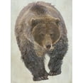 thumbnail image 2 of Curinga, Kim 25x32 Gold Ornate Wood Framed with Double Matting Museum Art Print Titled - Brown Bear Walking, 2 of 4