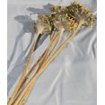 thumbnail image 2 of Dried Sunflower Heads - Large 4-6 heads per order, 2-4in. heads -- Case of 10 bunches, 2 of 2