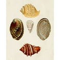 thumbnail image 2 of Knorr, G.W. 20x24 Gold Ornate Wood Framed with Double Matting Museum Art Print Titled - Knorr Shells IV, 2 of 4