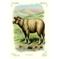 thumbnail image 2 of Unknown 18x24 Gold Ornate Wood Framed with Double Matting Museum Art Print Titled - The Sheep, 1900, 2 of 4